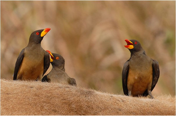 MADENHACKER, YELLOW-BILLED OXPECKER, BUPHAGUS AFRICANUS