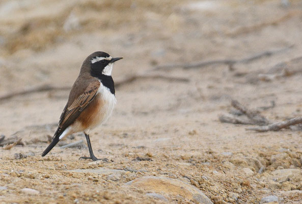 ERDSCHMÄTZER, CAPPED WHEATEAR, OENANTHE PILEATA