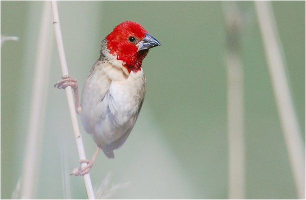 ROTKOPFWEBER, RED-HEADED QUELEA, QUELEA ERYTHROPS
