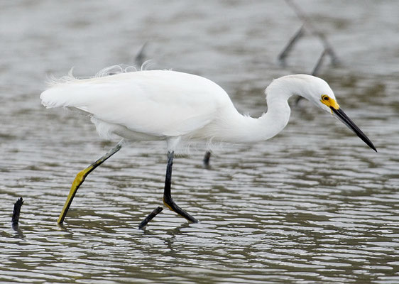 SCHMUCKREIHER, SNOWY EGRET, EGRETTA THULA