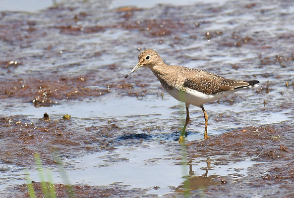 Einsamer Waldläufer, Solitary sandpiper, Tringa solitaria