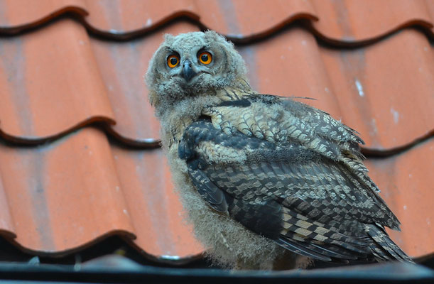 UHU, EAGLE OWL, BUBO BUBO