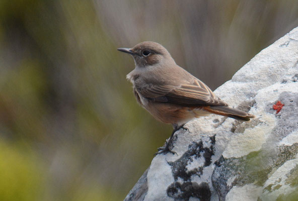 ROSTSCHWANZ, FAMILIAR CHAT, CERCOMELA FAMILIARIS