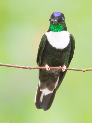 Brustband-Andenkolibri, Collared Inca - Coeligena torquata
