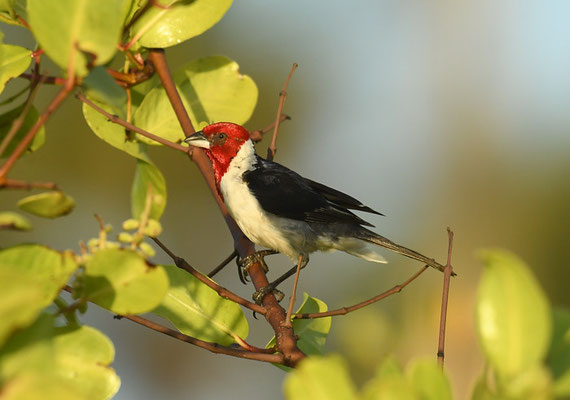 DOMINIKANERKARDINAL, RED-COWLED CARDINAL, PAROARIA DOMINICANA