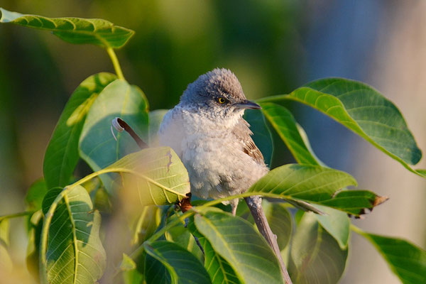 SPERBERGRASMÜCKE, BARRED WARBLER, SYLVIA NISORIA