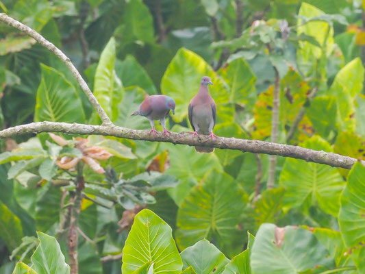 Purpurtaube, Ruddy Pigeon - Patagioenas subvinacea