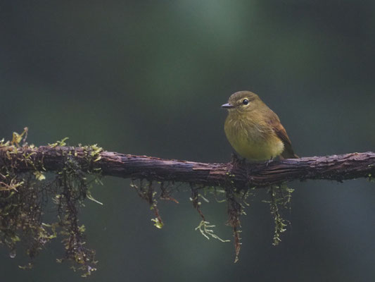 GELBZÜGEL-SCHNÄPPERTYRANN, FLAVESCENT FLYCATCHER - MYIOPHOBUS FLAVICANS