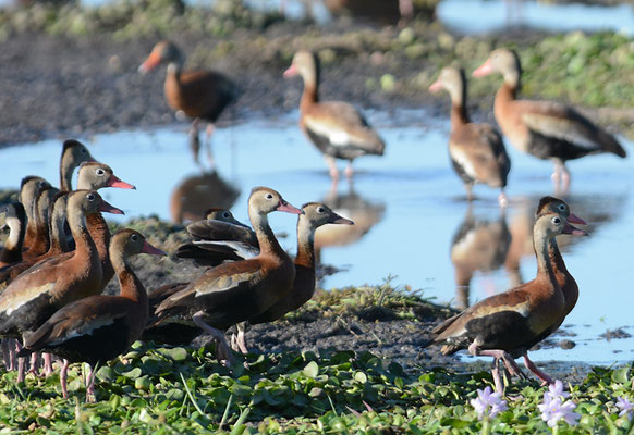 HERBSTPFEIFENTE, BLACK-BELLIED WHISTLING-DUCK,DENDROCYGNA AUTUMNALIS