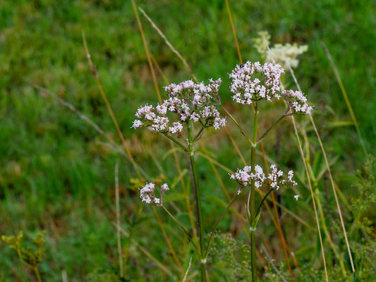 Echter Baldrian (Valeriana officinalis)