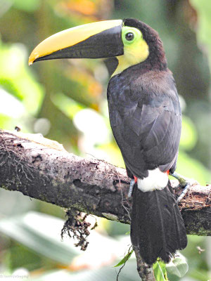 Küstentukan, Choco Toucan - Ramphastos brevis