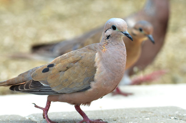 OHRFLECKTAUBE, EARED DOVE, ZENAIDA AURICULATA