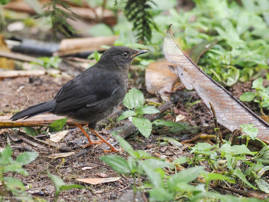 SAMTDROSSEL, GLOSSY-BLACK THRUSH - TURDUS SERRANUS