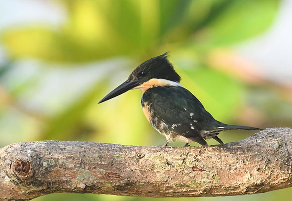 GRÜNFISCHER, GREEN KINGFISHER, CHLOROCERYLE AMERICANA