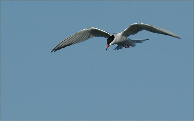 FLUSSSEESCHWALBE, COMMON TERN, STERNA HIRUNDO