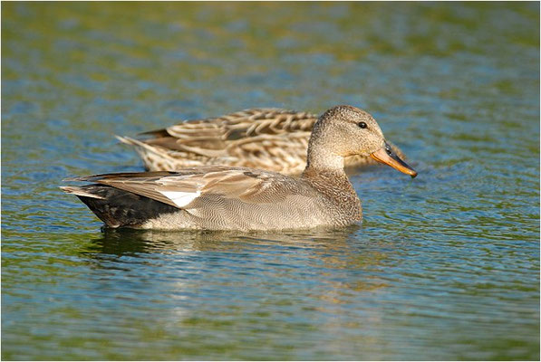 SCHNATTERENTE, GADWALL, ANAS STREPERA