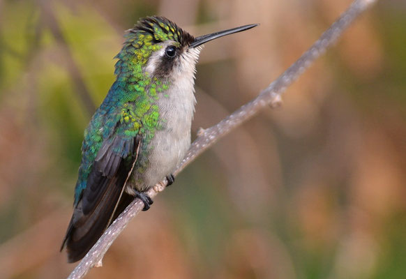 BLAUSCHWANZSMARAGDKOLIBRI, BLUE-TAILED EMERALD, CHLOROSTILBON MELLISUGUS 
