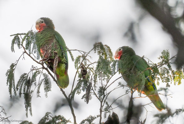 KUBA-AMAZONE, CUBAN PARROT, AMAZONA LEUCOCEPHALA