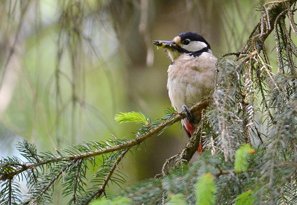 BUNTSPECHT, GREAT SPOTTED WOODPECKER, DENDROCOPOS MAJOR