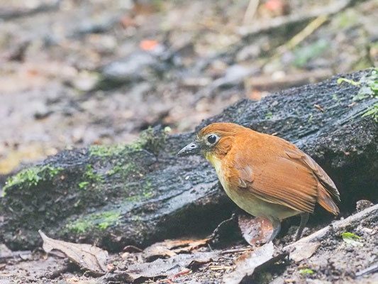 Gelbbrust-Ameisenpitta, Yellow-breasted Antpitta - Grallaria flavotincta