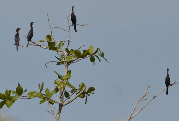 MOHRENSCHARBE, LITTLE CORMORANT, PHALACROCORAX NIGER