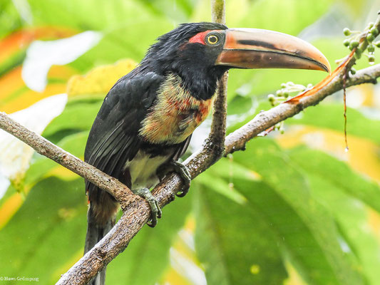 HELLSCHNABELARASSARI, , PALE-MANDIBLED ARACARI - PTEROGLOSSUS ERYTHROPYGIUS