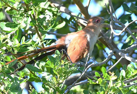 CAYENNEKUCKUCK, SQUIRREL CUCKOO, PIAYA CAYANA