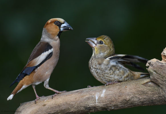 KERNBEISSER, HAWFINCH, COCCOTHRAUSTES  COCCOTHRAUSTES