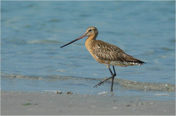 PFUHLSCHNEPFE, BAR-TAILED GODWIT, LIMOSA LAPPONICA
