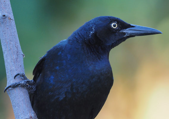 DOHLENGRACKEL, GREAT-TAILED GRACKLE, QUISCALUS MEXICANUS