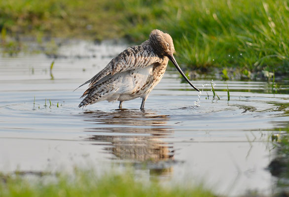 BRACHVOGEL, EURASIAN CURLEW, NUMENIUS ARQUATA