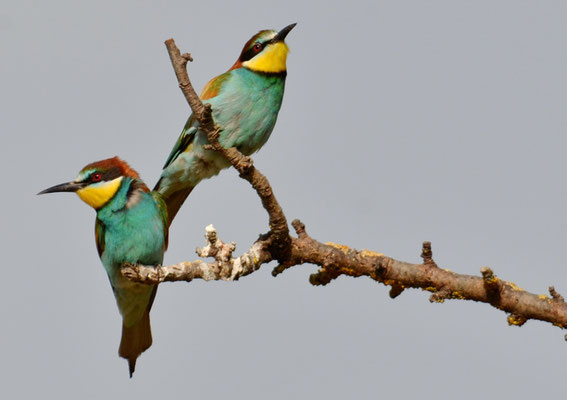 BIENENFRESSER, EUROPEAN BEE-EATER, MEROPS APIASTER