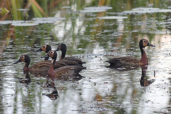 WITWENPFEIFENTE, WHITE-FACED WHISTLING-DUCK, DENDROCYGNA VIDUATA