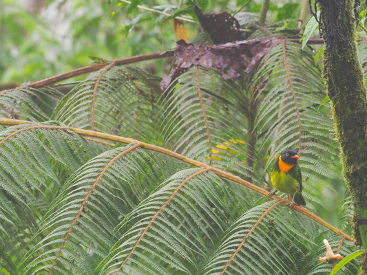 Orangebrustkotinga, Orange-breasted Fruiteater - Pipreola jucunda