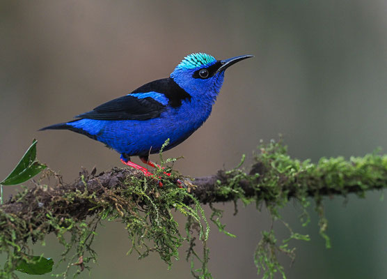 TÜRKISNASCHVOGEL, RED-LEGGED HONEYCREEPER, CYANERPES CYANEUS