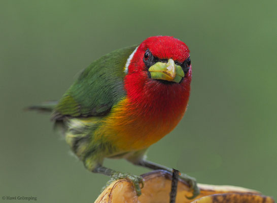 Andenbartvogel, Red-headed barbet, Eubucco bourcierii