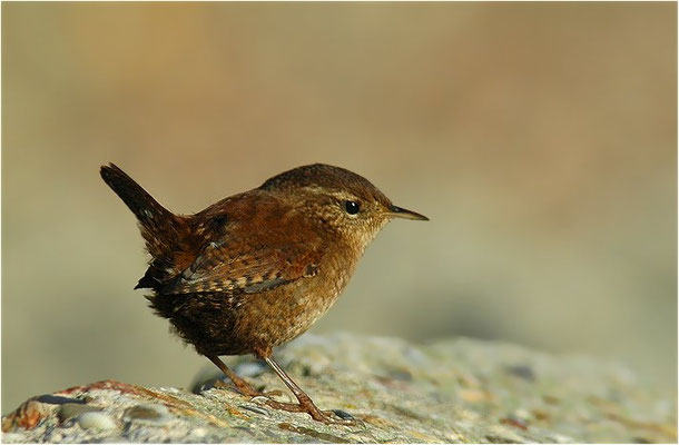 ZAUNKÖNIG, WREN, TROGLODYTES TROGLODYTES