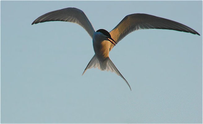 KÜSTENSEESCHWALBE, ARCTIC TERN, STERNA PARADISAEA