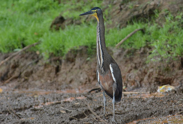 NACKTKEHLREIHER, BARE-THROATED TIGER-HERON, TIGRISOMA MEXICANUM