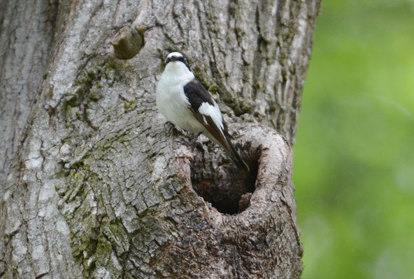 HALSBANDSCHNÄPPER, COLLARED FLYCATCHER, FICEDULA ALBICOLLIS