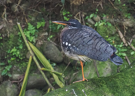SONNENRALLE, SUNBITTERN, EURYPYGA HELIAS