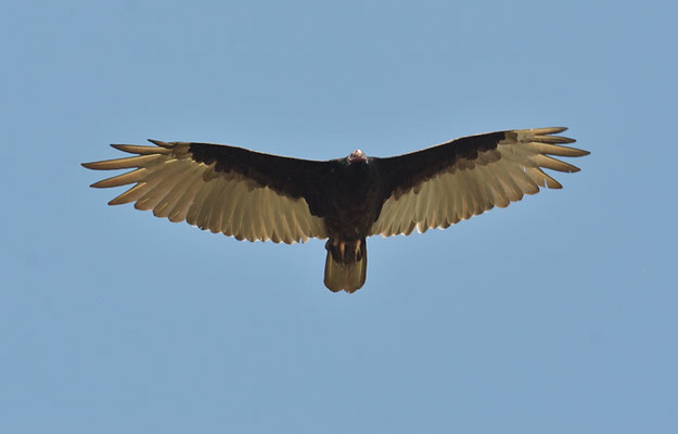 TRUTHAHNGEIER, TURKEY VULTURE, CATHARTES AURA