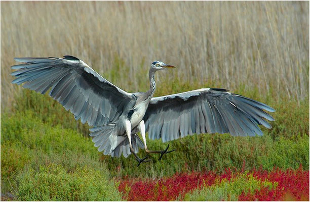 GRAUREIHER, GREY HERON, ARDEA CINEREA