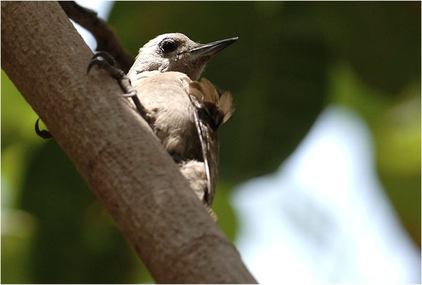 GRAUBRUSTSPECHT, GREY WOODPECKER, DENDROPICUS GOERTAE