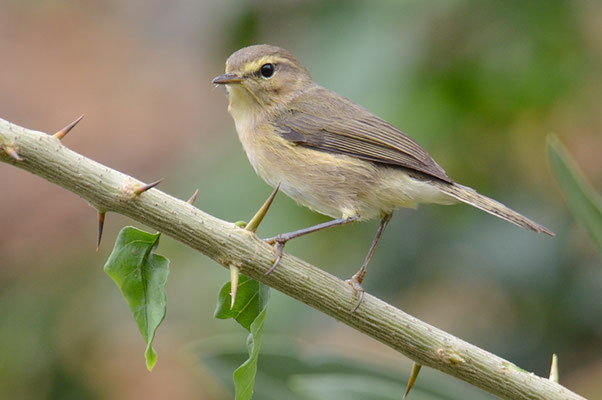 KANARENZILPZALP, CANARY ISLANDS CHIFFCHAFF, PHYLLOSCOPUS CANARIENSIS