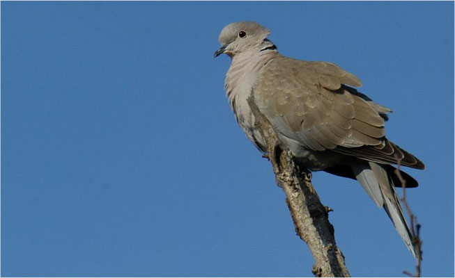 RINGELTAUBE, WOOD PIGEON,  COLUMBA PALUMBUS