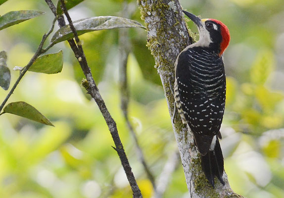 SCHLÄFENFLECKENSPECHT, BLACK-CHEEKED WOODPECKER, MELANERPES PUCHERANI