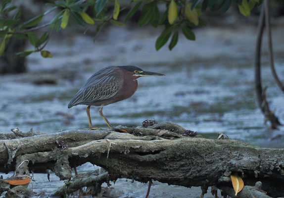 GRÜNREIHER, GREEN HERON, BUTORIDES VIRESCENS