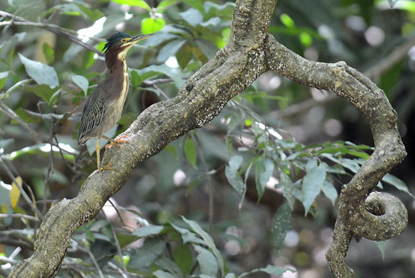 GRÜNREIHER, GREEN HERON, BUTORIDES VIRESCENS