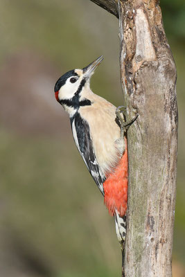 BUNTSPECHT, GREAT SPOTTED WOODPECKER, DENDROCOPOS MAJOR